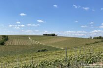 Oberrhein: Blick zur Stadecker Warte bei Stadecken-Elsheim - Foto: Stefan Frerichs / RheinWanderer.de