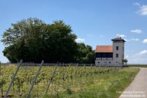 Oberrhein: Stadecker Warte bei Stadecken-Elsheim - Foto: Stefan Frerichs / RheinWanderer.de