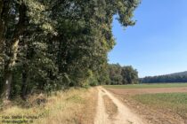 Main: Mainwanderweg vor dem Waldfriedhof Erlenbach - Foto: Stefan Frerichs / RheinWanderer.de