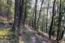 Main: Mainwanderweg durch aufgegebene Weinberge zwischen Erlenbach und Klingenberg - Foto: Stefan Frerichs / RheinWanderer.de